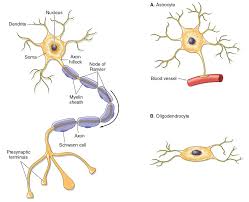 Pin On Learning And The Brain