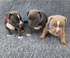 A deposit of $1,000 is required to secure your puppy unless otherwise noted. American Bully Puppies American Bullies For Sale Near Me Facebook