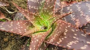 New york botanical gardens oklahoma city zoo/botanical gardens mercer arboretum in houston, texas meijer gardens in grand rapids, michigan. Hd Wallpaper Cactus Plant Floral Green Garden Cyprus Nature Leaf Wallpaper Flare