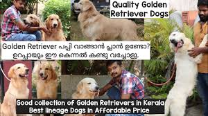 18,000 rs to 40,000 rs. Golden Retriever à´®à´¹ à´· à´¨ à´± à´• à´¨ à´¨à´² à´² à´¤ à´°à´™ à´™àµ¾ Golden Retriever Kennel Golden Retriever Puppy Kerala Youtube