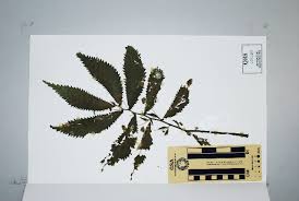 Image result for Elatostema welwitschii