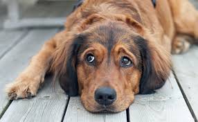 See full list on allthingsnature.org 5 Signs Your Dog May Have Heartworms Petpro Connect