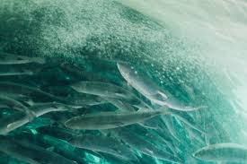 We are listed on the oslo stock exchange (ose). The Rise Of The Land Salmon Over Open Net Pens The Narwhal