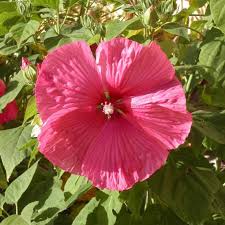 Hibiscus Des Marais Moscheutos Rouge Achat Direct Au Producteur Ils ne font pas partie des hibiscus rustiques herbacés (coccineus et moscheutos) mais ils ont également une bonne rusticité au jardin. hibiscus des marais moscheutos rouge