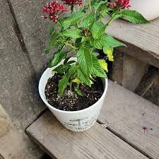 Image result for Pentas micrantha