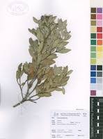 Image result for Osyris compressa