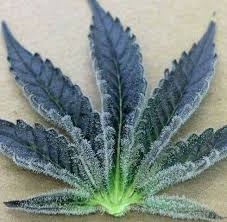 ¡compra la mejor marihuana online y barata en eurogrow! Marihuana Medicinal Argentina Home Facebook