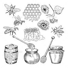 Free Download Vector Hand Drawn Pictures Of Honey Products Illustration Of Honey Healthy Natural Food Bee Coll Flower Drawing How To Draw Hands Nature Design