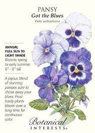 Got The Blues Pansy Seeds 200 Mg Annual Pansies Flowers Pansies Botanical Flowers