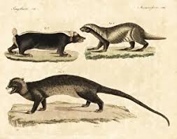 Image result for Musanga