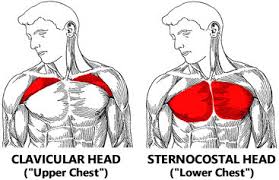 Find the perfect chest anatomy stock photo. Best Inner Chest Exercises How To Build Inner Pecs