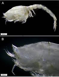 Image result for Neoschumannia