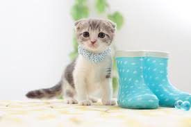 Scottish Fold Cat Breed Information Pictures Characteristics Facts Cat Scottish Fold Siamese Cats Facts Scottish Fold