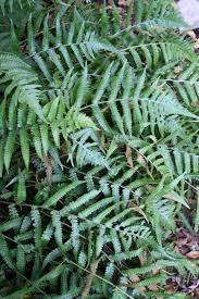 Image result for Athyrium newtonii