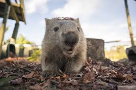 Image result for Common wombat
