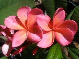 The Plumeria Polynesian Sunset Plumeria Flowers Frangipani Plumeria