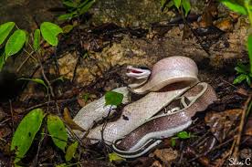 Image result for Rinorea laurentii