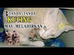 1) staf kencing berdarah, kucing beranak semua keguguran. 3 Tanda Tanda Kucing Mau Melahirkan Youtube