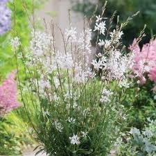 Image result for Lellingeria oosora