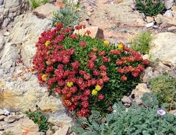 Image result for Eriosema pumilum