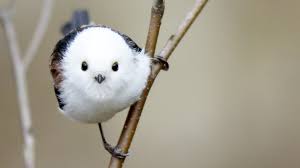 Long Tailed Tit A Drop Dead Gorgeous Bird On Social Media Cgtn
