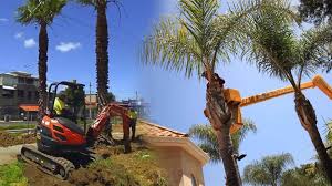 Removing palm tree stump by hand. Palm Tree Trimming Palm Tree Removal Kendall West Fl Tree Trimming And Stump Grinding Services