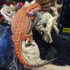 Black Bearded Dragon For Sale Uk Pin By Jaleigh Holloway On Lizards Bearded Dragon Baby Bearded Dragon Bearded Dragon Cage