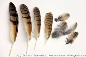 Dominando una base house recorre estructuras minimal, sensaciones dub Die Vogelfeder Federn Bestimmen Federkleid Aufbau Dunenkleid Bilder