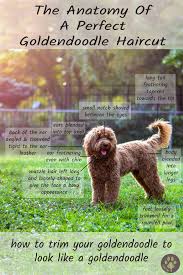 The Perfect Goldendoodle Haircut Every Doodle Owner Needs
