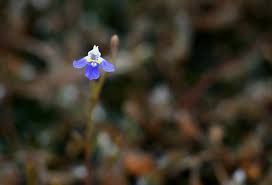 Image result for Linderniella