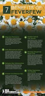 Feverfew Benefits Dosage Side Effects Bulksupplements Com Feverfew Health Herbalism