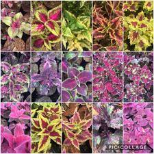Maybe you would like to learn more about one of these? Paket Bibit Tanaman Hias Bunga Miana Iler 15 Jenis Mix Shopee Indonesia