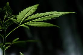 Gambar daur air dan penjelasannya; 32 Gambar Daun Ganjah Keren Cari Gambar Keren Hd
