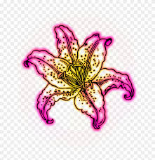 Download and print these lily flower coloring pages for free. Freetoedit Neon Neonlights Pink Yellow Flower Lily Coloring Pages Clipart Full Size Clipart 4158997 Pinclipart