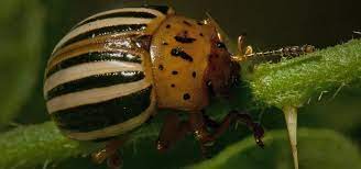 The result of these adaptations can be a plant that is, by. How To Get Rid Of Plant Eating Pests Using 100 Natural Solutions From Your Home And Garden Gardening Wonderhowto