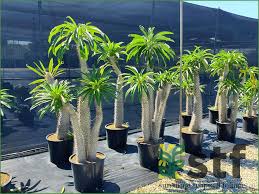 Image result for Pachypodium