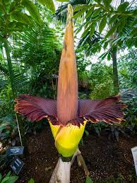 Malaysia S Stinking Corpse Lily Is The Smelliest Flower On Earth