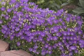 Campanula Bellflowers Zone 2 9 Full Sun To Full Shade Blue Clips 2 3 Wide Flower Violet Blu Purple Flowering Plants Purple Plants Purple Flowers Garden