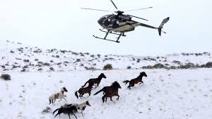 Przewalski's horses nearly went extinct, but 15 individuals were rounded up. Wild Horses Facing Slaughter After Us Government Proposes New Regulations Abc News