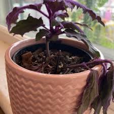 Image result for Gynura amplexicaulis