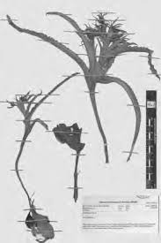 Image result for Kyphocarpa angustifolia