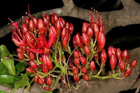 Image result for Schotia brachypetala