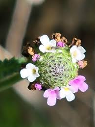 Image result for Lippia woodii