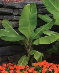 Image result for Musa acuminata