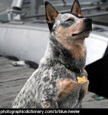 Definition Of Blue Heeler Blue Heeler Dogs Austrailian Cattle Dog Aussie Cattle Dog