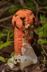 Image result for Hypolytrum pynaertii