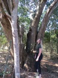 Image result for Vepris reflexa