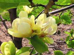 Offering A Rich Color Blend Magnolia Sunsation Is A Deciduous Tree With Masses Of Upright Golden Yello Magnolia Flower Magnolia Trees Flowering Cherry Tree