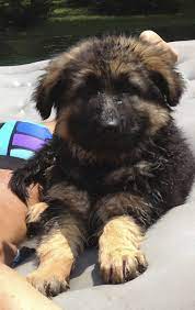 King German Shepherd 8 Weeks Old Watch Dog Best Friend Unconditional Love German Shepherd Dogs German Shepherd Puppies Gsd Puppies