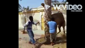 Camel qurbani 2018 in karachi full hd, dangerous camel qurbani, eid ul adha, bakra eid, hajj, eid ul azha qurbani eid 2018. Angry Qurbani Anari Qasai 2020 Video Dailymotion